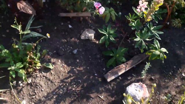 Неприхотливые однолетники радуют цветением всё лето.5 августа 2021 г. смотреть онлайн