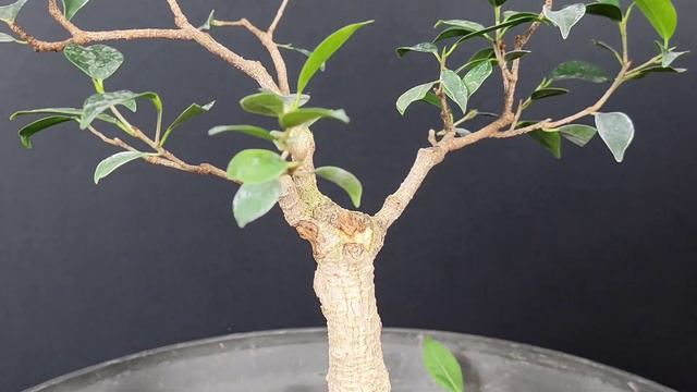 Tiger Bark Ficus Bonsai (part 1 of 2) смотреть онлайн