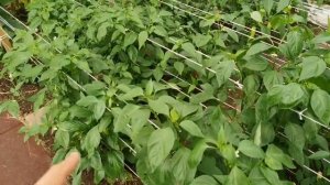 Профессиональная подвязка ПЕРЦА В ТЕПЛИЦЕ и в открытом грунте!