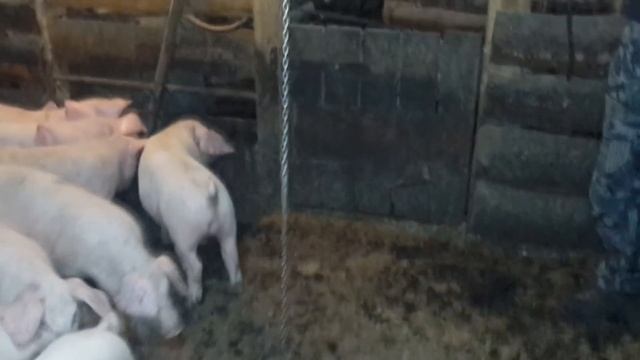 КАК МЫ КОРМИМ СВИНЕЙ смотреть онлайн