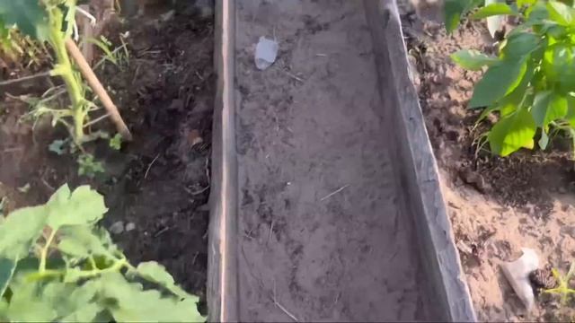 Капуста растет как на дрожжах. Всего 3 основыных пункта . смотреть онлайн