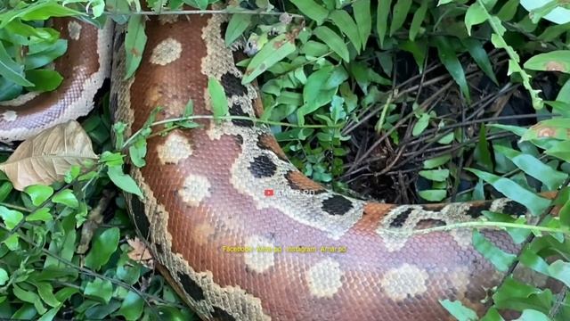 MEGA KANDANG PYTHON RAKSASA KEDATANGAN TAMU TAK DI UNDANG,BUSET BESAR BANGET смотреть онлайн