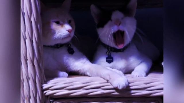 Женщина взяла в приюте особенного кота, и вернулась за его слепым братом. смотреть онлайн