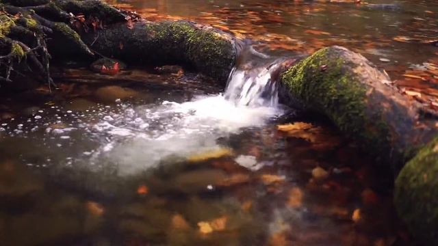 Маленький Водопад в Лесу l Small Waterfall in the forest смотреть онлайн