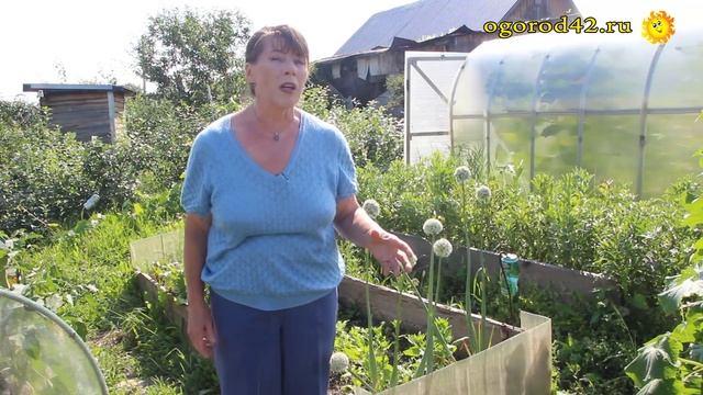 Как обновить посадочный материал лука шалота? смотреть онлайн