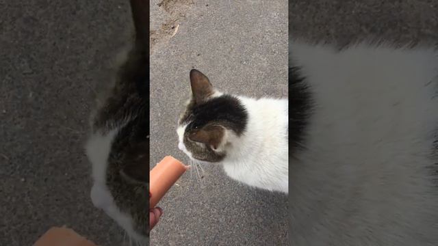 Cat house (Кошкин дом) смотреть онлайн