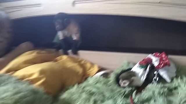 Бог любит троицу: макака Фёдор, капуцин Ульяна и саймири Энни смотреть онлайн