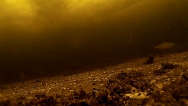 SJ4000 под водой тест, очень много рыбы,ШОК,смотреть до конца смотреть онлайн