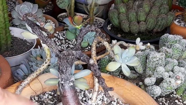 Perpetuando-se... Crassula ovata Jade. #succulents смотреть онлайн