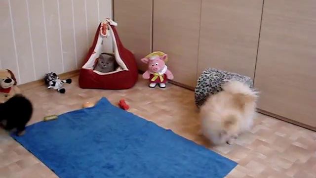 Счастье и радость в вашем доме- Красный Демон Камелия! ( черно-подпалый окрас) смотреть онлайн