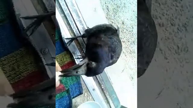 Ворона пришла на завтрак смотреть онлайн