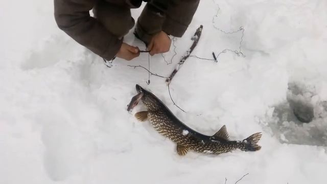 Щука на рогатку смотреть онлайн