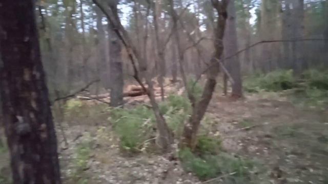лес рубят щепки летят смотреть онлайн