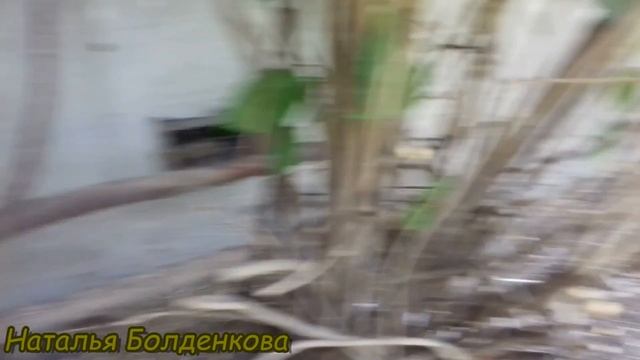 Голуби кормят птенцов. смотреть онлайн