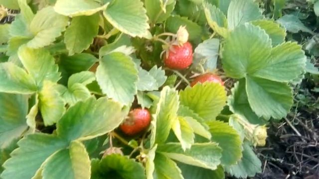 ЧАМОРА ТУРУСИ ( второй год посадки первые плодоношения ) смотреть онлайн