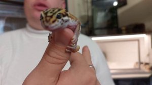 Эублефары содержание !