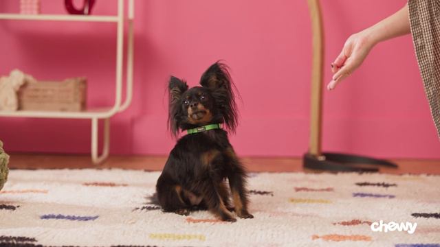 How To Teach A Dog To Sit | Chewtorials смотреть онлайн