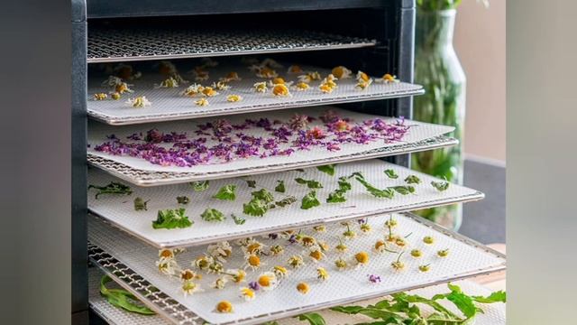 Тема заняття ,,ПРАВИЛА СУШКИ ЛІКАРСЬКИХ ТРАВ,, смотреть онлайн