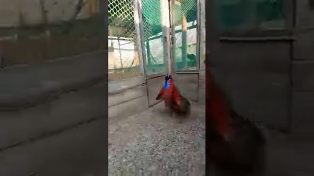 ТРАГОПАН САТИР, TRAGOPAN SATYRA, РОГАТЫЕ ФАЗАНЫ смотреть онлайн