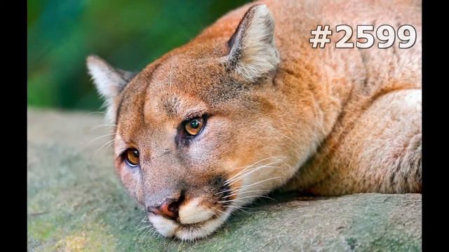 #2599. Пумы (В мире животных) смотреть онлайн
