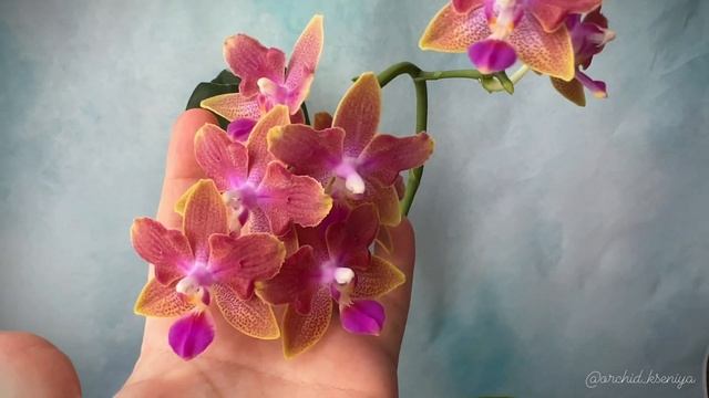 Phal. Miki Golden Sand '1363' (peloric - 2 eyes) | Ароматная азиатская орхидея мультифлора | Обзор смотреть онлайн