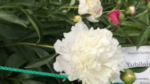 ПИОНЫ// 100 сортов в период цветения.// Знакомимся с сортами ботанического сада.