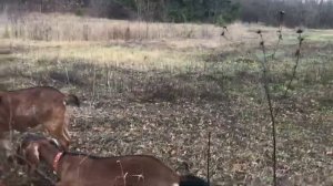 Коза съела целлофан. Что делать?