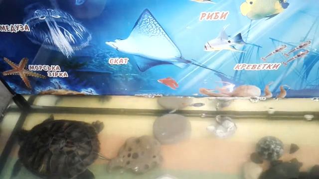 Черепашка Черри и рыбки Гуппи! Первое знакомство смотреть онлайн