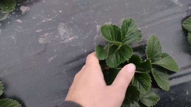 Деление рожков на клубнике Мальвина смотреть онлайн