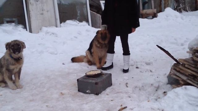 Как кормить немецкую овчарку смотреть онлайн