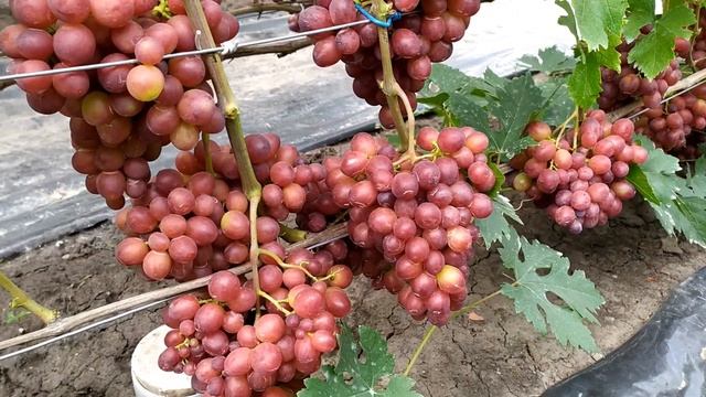 "МАША" 2020 смотреть онлайн