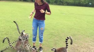 Shanghai wild animal park Шанхай Китай