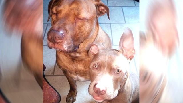 У НЕГО БЫЛО ТРУДНОЕ ДЕТСТВО! Но добро побеждает зло! смотреть онлайн