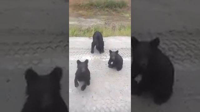 В якутии едят так медведи смотреть онлайн