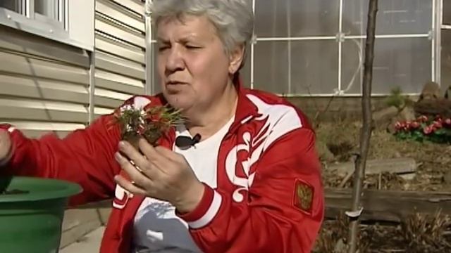 Посадка гвоздик на даче смотреть онлайн