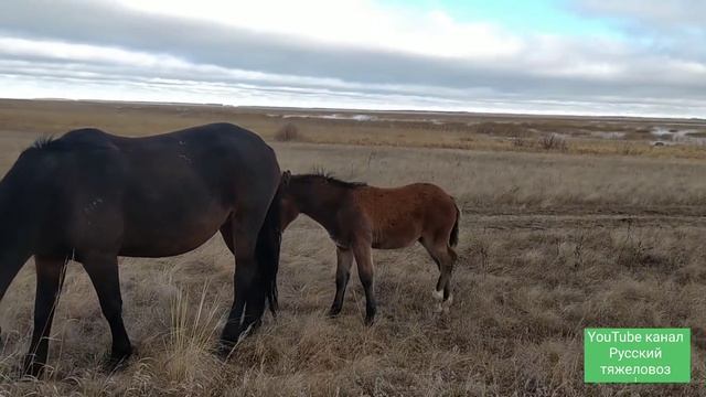 История породы Русский тяжеловоз ! Характеристика и примущество!