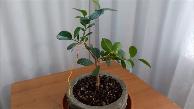 Фикус Моклейм/англ. Moclame #1 Лето 2021 #FicusMoclame #bonsai #BonsaiNaBalkone