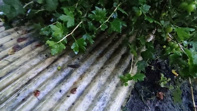 Как избавиться от слизней и улиток на огороде . Эффективный метод борьбы . Утреннее опрыскивание .