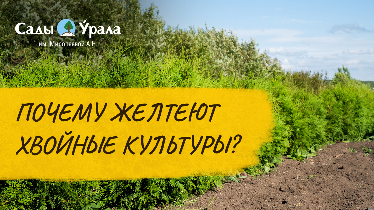 Хвойные: обзор каталога смотреть онлайн