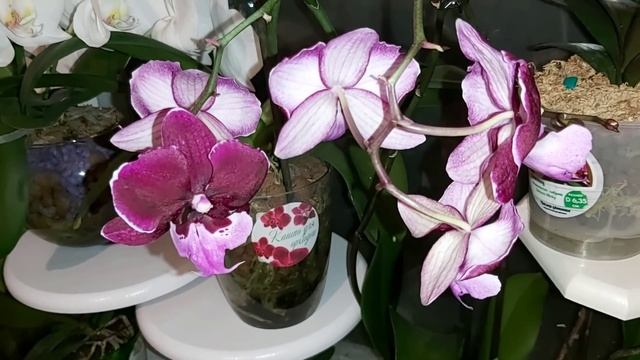 5 ПРИЧИН по которым опадают БУТОНЫ у ОРХИДЕЙ смотреть онлайн
