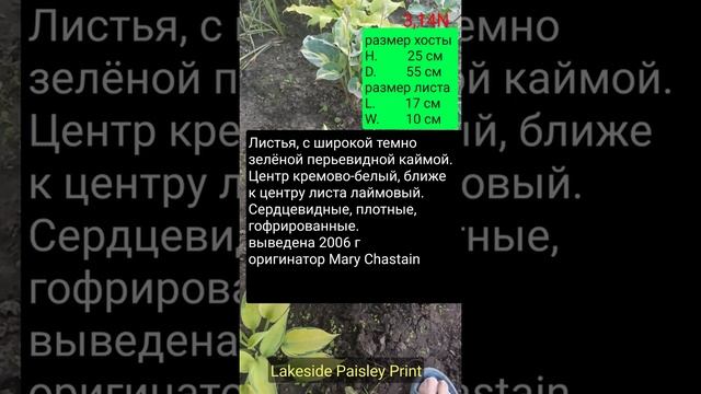 хоста Lakeside Paisley Print смотреть онлайн