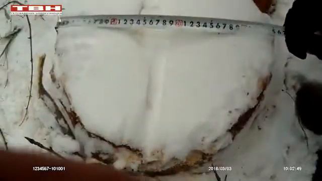 Угольная прокуратура напоминает о запрете рубить ели смотреть онлайн