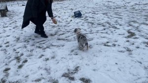 Оооочень крутая тренировка получилась с Абоки) щенок Аусси