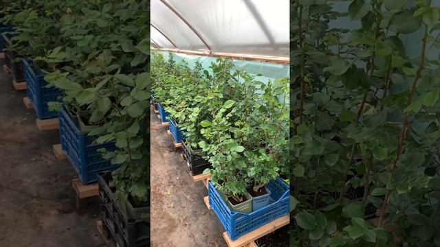 Первые цветы ЗКС, розы в горшках на бутонах ? питомник maryroses.ru смотреть онлайн