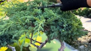 МОЖЖЕВЕЛЬНИК “BLUE ALPS” В ЛАНДШАФТНОМ ДИЗАЙНЕ НАШЕГО САДА! ВТОРАЯ ФОРМИРУЮЩАЯ СТРИЖКА ЗА ЛЕТО!