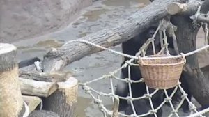 Брачные игры горилл