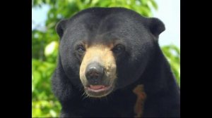 Малайский медведь