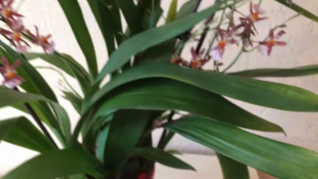 Камбрия Мильтонидиум Katrin Zoch. Уход, пересадка в период цветения. Содержание в воде без просушки смотреть онлайн