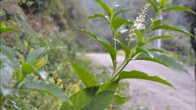 Salvador Boix B38, Raïm de moro, Phytolacca americana смотреть онлайн