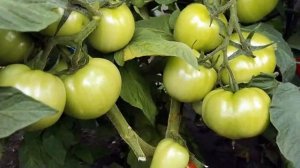 #томатИнфинити #томатФатима СОБИРАЕМ ВСЕГДА МНОГО ПОМИДОР И ВАМ СОВЕТУЕМ ЭТИ СОРТА!